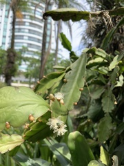 Rhipsalis pachyptera