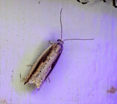 Ancylis goodelliana