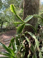 Rhipsalis pachyptera
