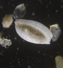 Quinqueloculina frigida