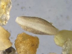 Quinqueloculina frigida