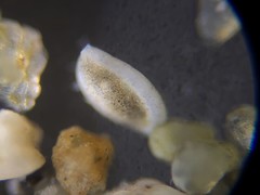 Quinqueloculina frigida