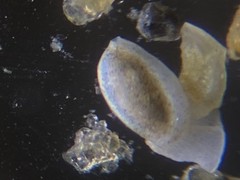 Quinqueloculina frigida