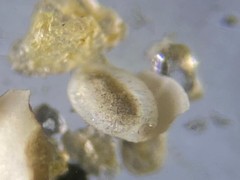 Quinqueloculina frigida
