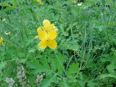 Chelidonium asiaticum