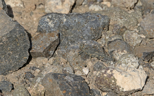 Gran Canaria Sand Grasshopper