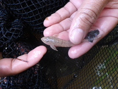 Limatulichthys griseus