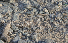 Oedipoda canariensis
