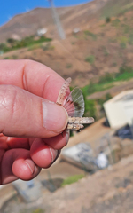 Sphingonotus sublaevis