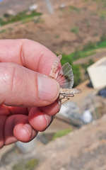 Sphingonotus sublaevis