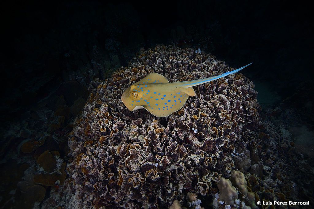 Whiptail Stingrays