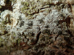 Stigmidium microspilum