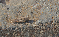 Sphingonotus sublaevis