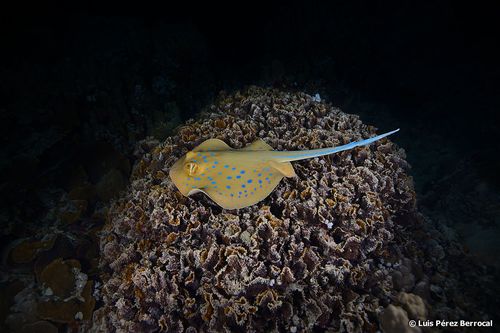 Photo of Bluespotted ribbontail ray (Taeniura lymma)