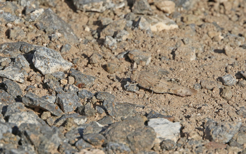 Red Sand Grasshopper
