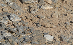 Sphingonotus sublaevis