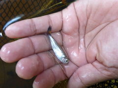 Characidae