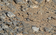 Sphingonotus sublaevis