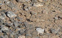 Sphingonotus sublaevis