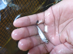 Characidae