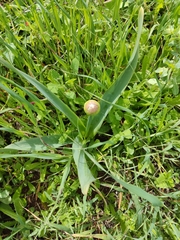 Allium nigrum