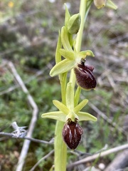 Ophrys sphegodes
