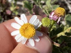 Amauria rotundifolia