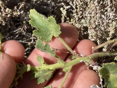 Amauria rotundifolia