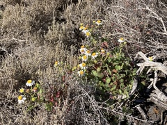 Amauria rotundifolia