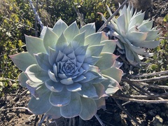Dudleya anthonyi