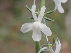 Linaria chalepensis