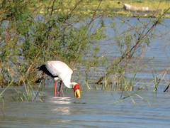 Mycteria ibis