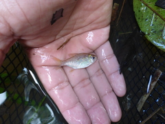 Characidae