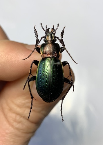 Carabus billbergi