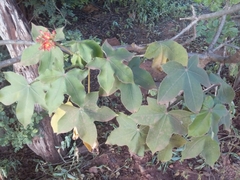 Jatropha mollissima