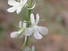 Linaria chalepensis