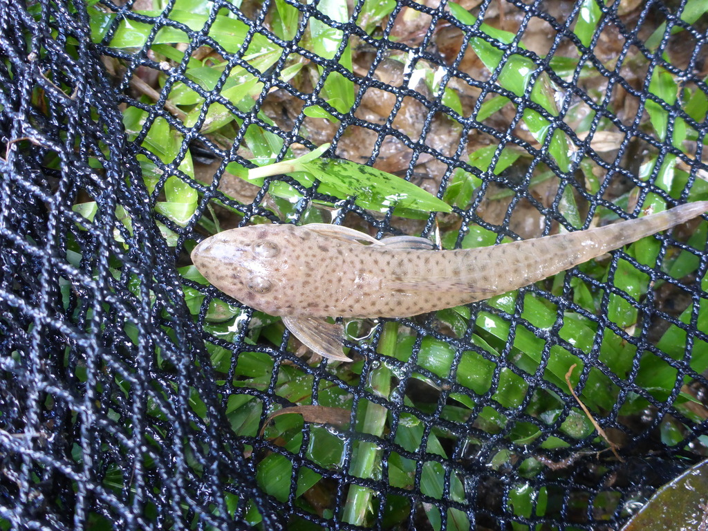 Limatulichthys griseus