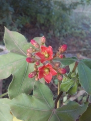 Jatropha mollissima