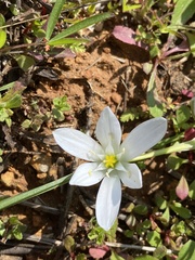 Ornithogalum orthophyllum