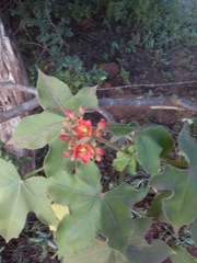 Jatropha mollissima