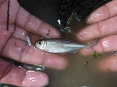 Characidae