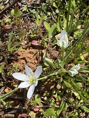 Ornithogalum orthophyllum