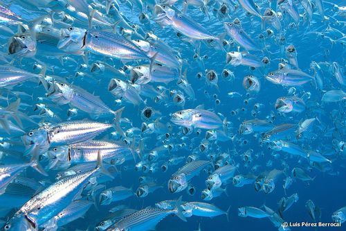 Golden-striped Mackerel