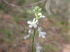 Linaria chalepensis