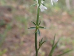 Linaria chalepensis