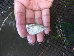 Gasteropelecus sternicla