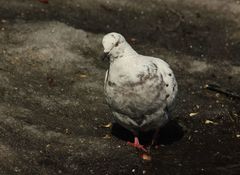 Columba livia domestica