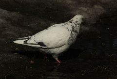 Columba livia domestica