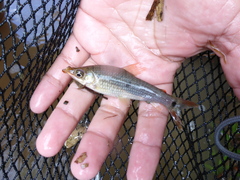 Pseudanos trimaculatus