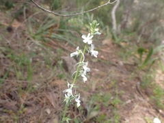 Linaria chalepensis